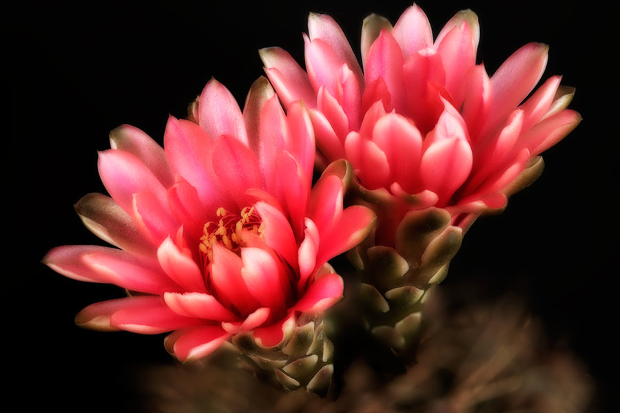 cactus blooms