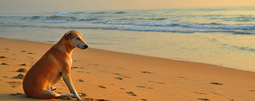 dog on beach