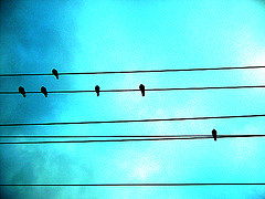 music birds