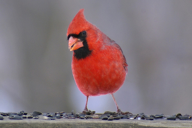 cardinal