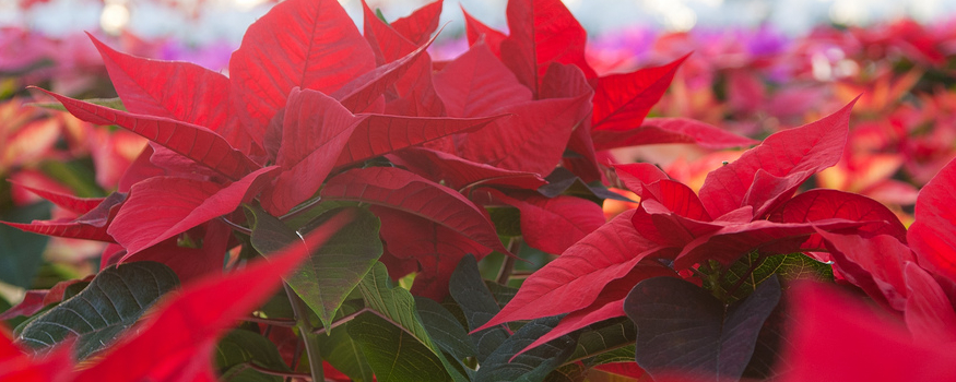 poinsettia